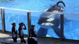 FILE- In this March 7, 2011 file photo orca whale Tilikum, right, watches as SeaWorld Orlando trainers take a break during a training session at the theme park's Shamu Stadium in Orlando, Fla. Tilikum, an orca that killed a trainer at SeaWorld Orlando in 2010, has died. According to SeaWorld, the whale died Friday, Dec. 30. 2016. (AP Photo/Phelan M. Ebenhack, File)
