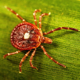This photo provided by the U.S. Centers for Disease Control shows an adult female lone star tick crawling on a blade of grass in 2023. (Lauren Bishop/CDC via AP)