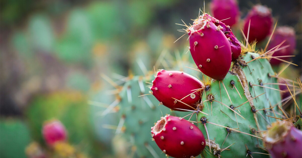 Discover How This Resilient Cactus Could Become Our Next Sustainable Food and Fuel Source in the Fight Against Climate Change