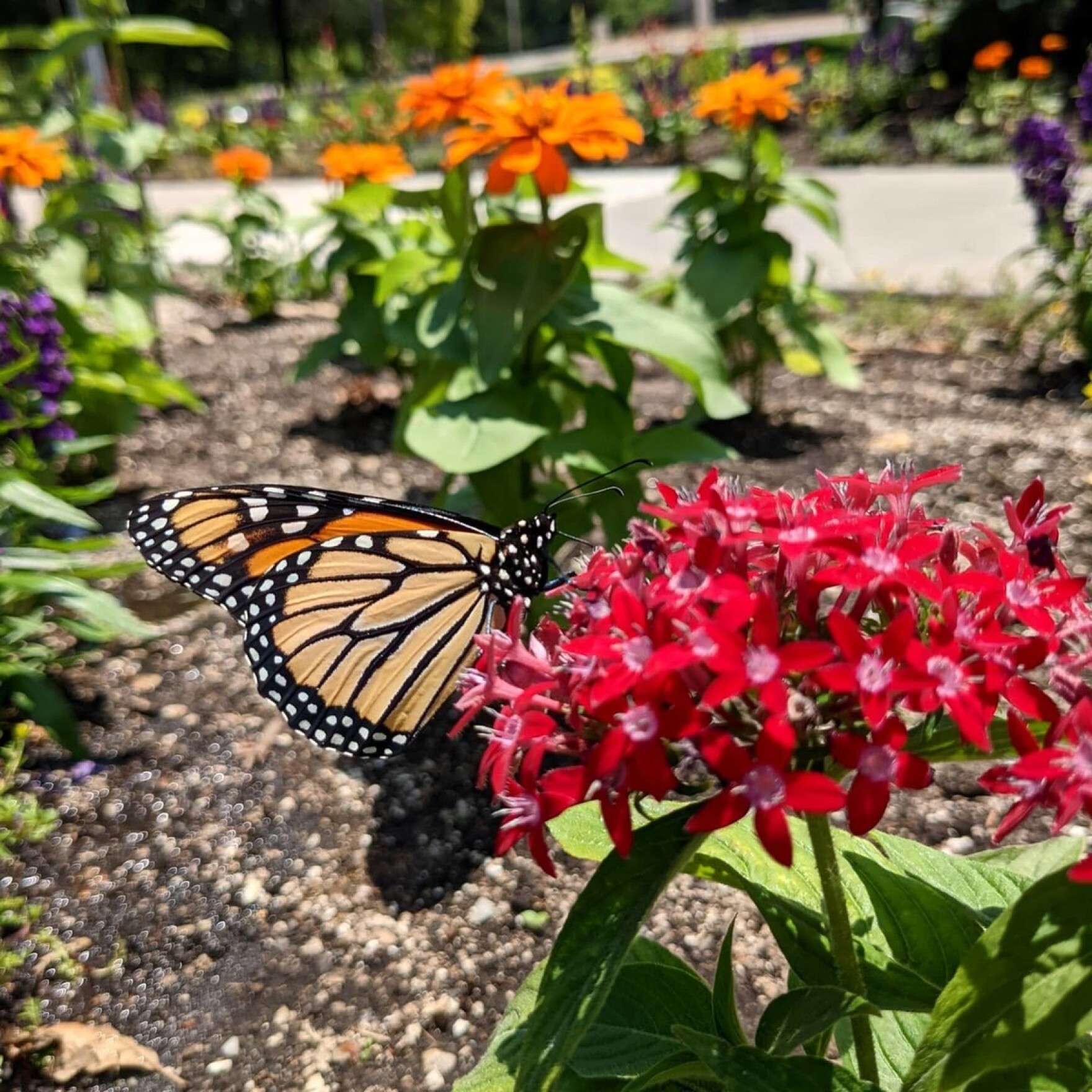 Where To Visit Butterfly Gardens Around Kansas City This Summer KCUR