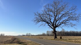 A large tree stands along rural road cutting through open fields 