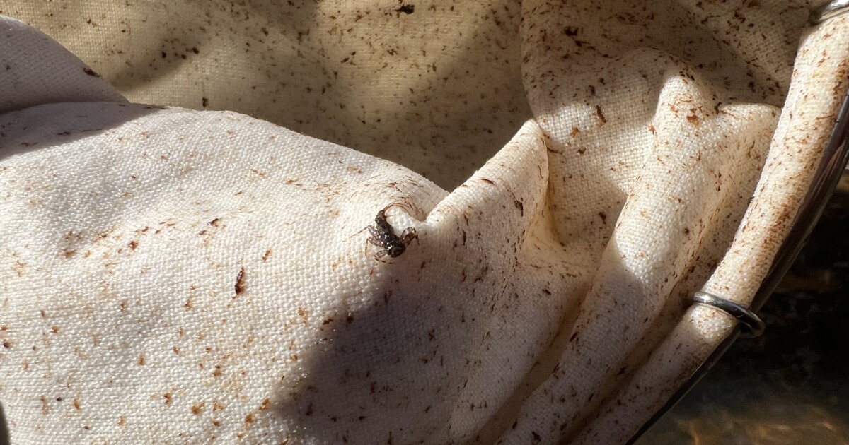River Watchers look for tiny critters to help understand the health of local waterways