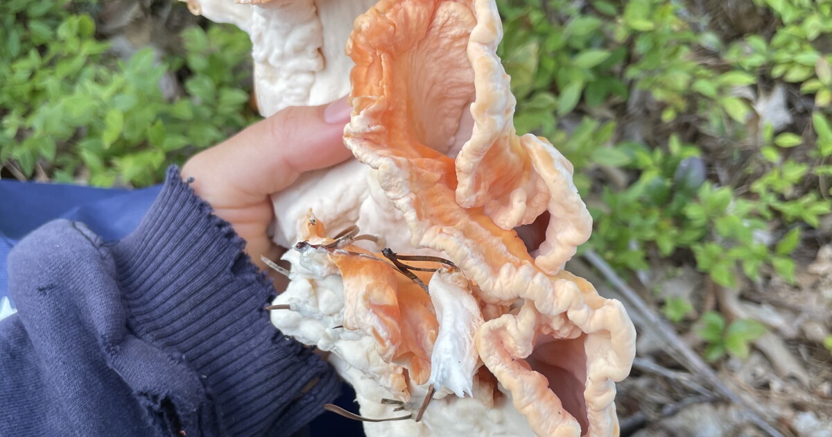 Tips for beginning mushroom hunters from a Wellfleet enthusiast