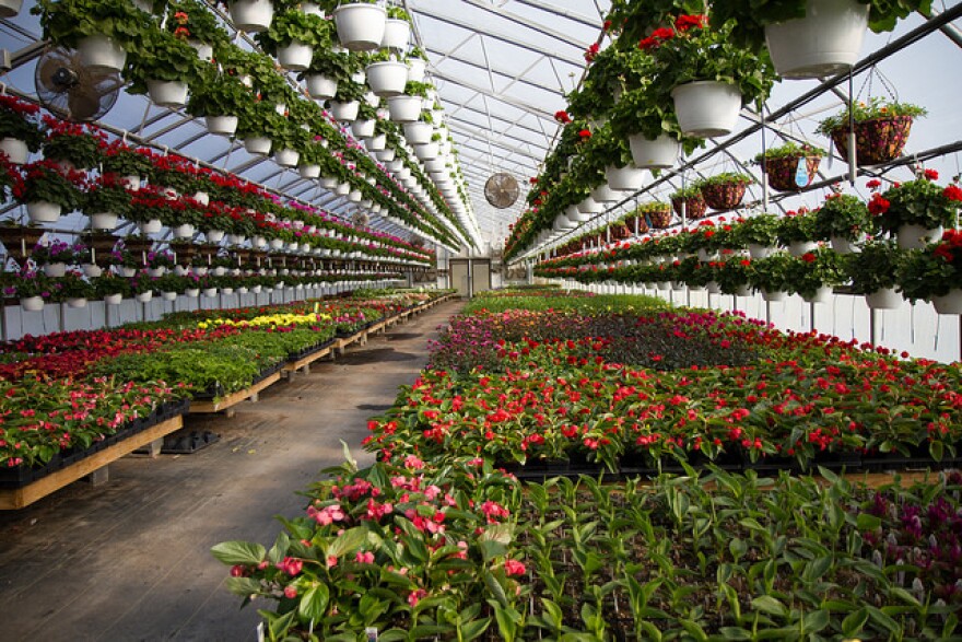 Success from the Greenhouse to the Ground Iowa Public Radio