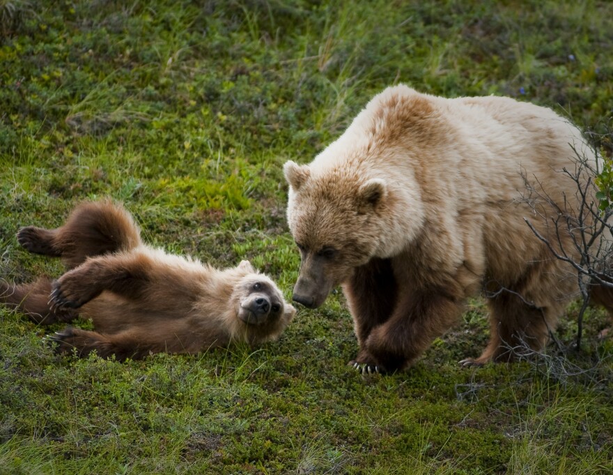 A grizzly bear and a cub.