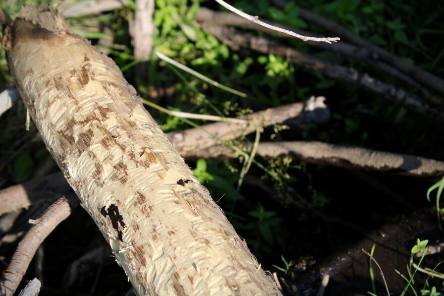 Beavers have built a home for themselves in Poudre Canyon. This chewed log is just one small piece of a formidable dam. Behind it, a large pond affords beavers protection from predators.