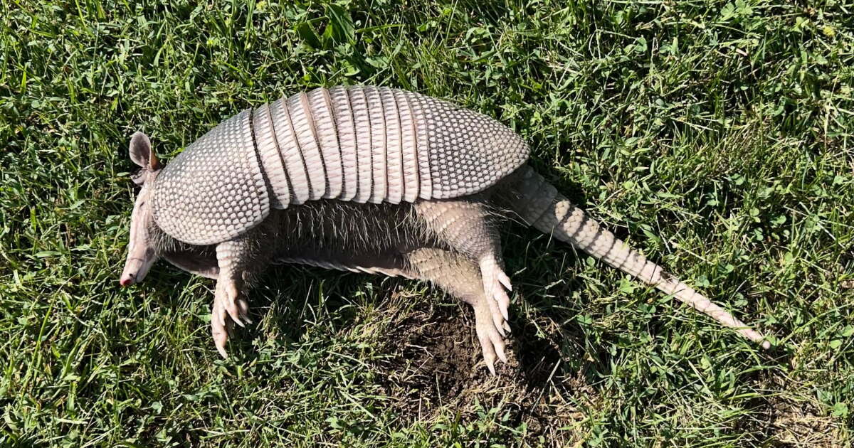 Miami U. researcher says armadillos have likely arrived in Ohio