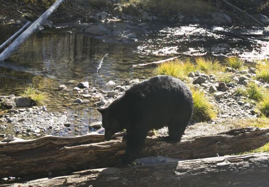 A Black Bear walks along a downed tree as it searches for Kokanee salmon along Taylor Creek Tuesday, Oct. 24, 2017, in South Lake Tahoe, Calif. As winter approaches bears come down from the mountains to feed on the salmon that is swimming up stream from Lake Tahoe to spawn.