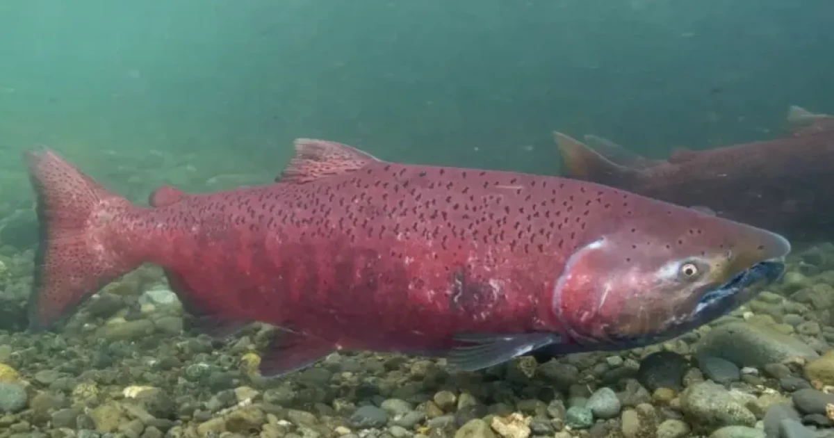 alaskapublic.org