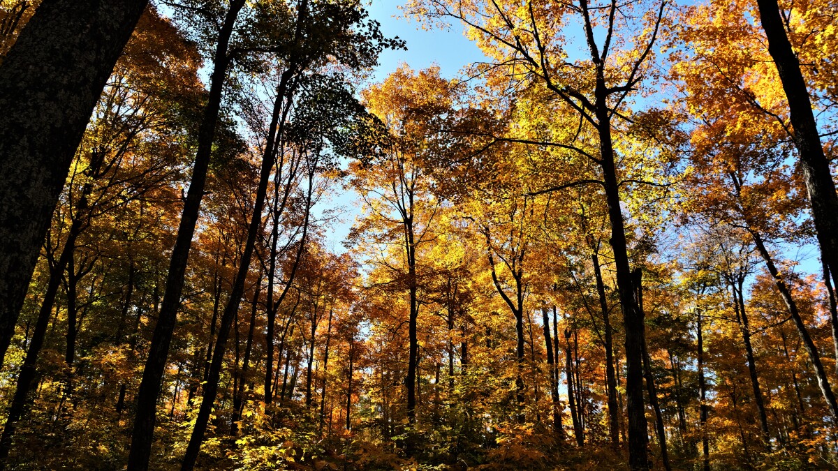 New option to purchase state park passes proving popular