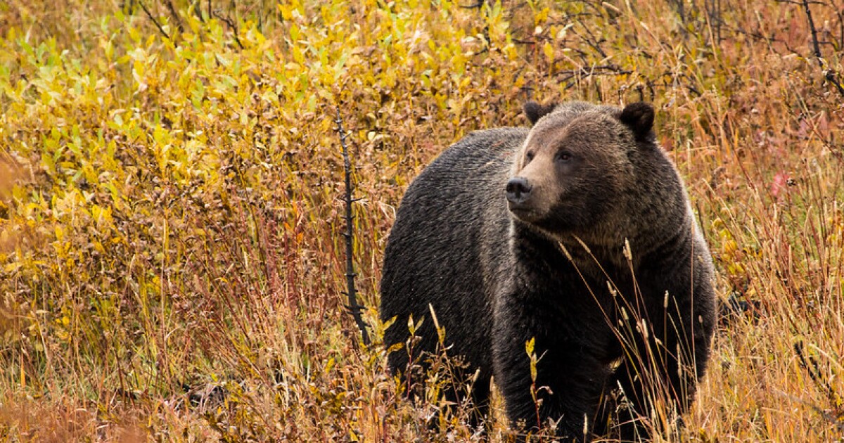 The Trump administration's new grizzly management proposal, explained