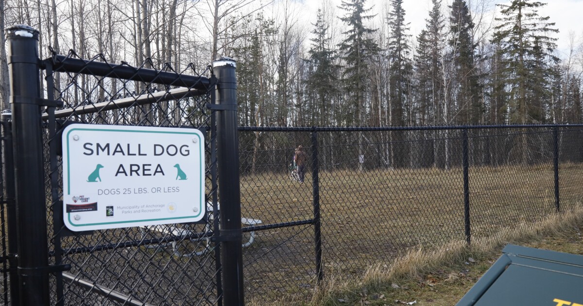 Anchorage adds fines for feeding wildlife after series of eagle incidents