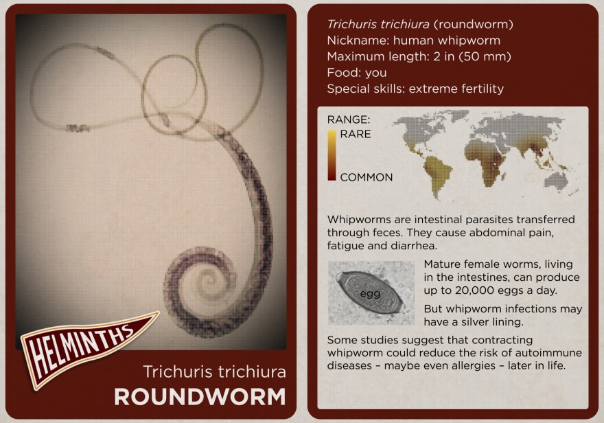 The roundworm.