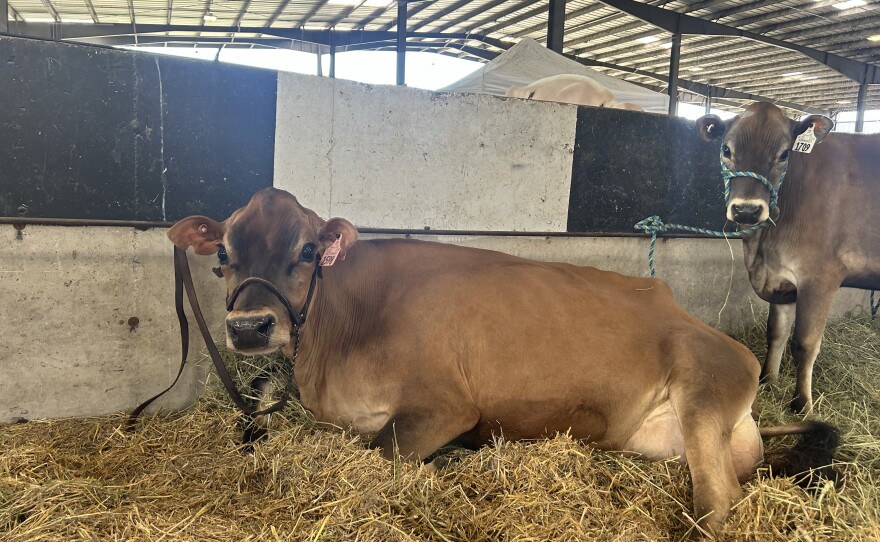 Exhibitors and cows at Black and White Days 