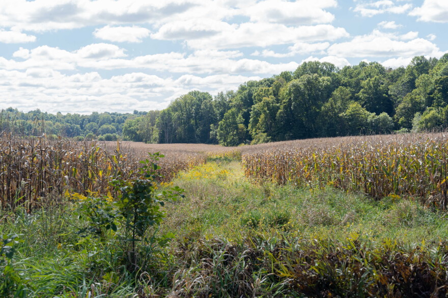 A grassy path cuts between fields of dried corn in front of a stand of trees under a blue sky with puffy clouds