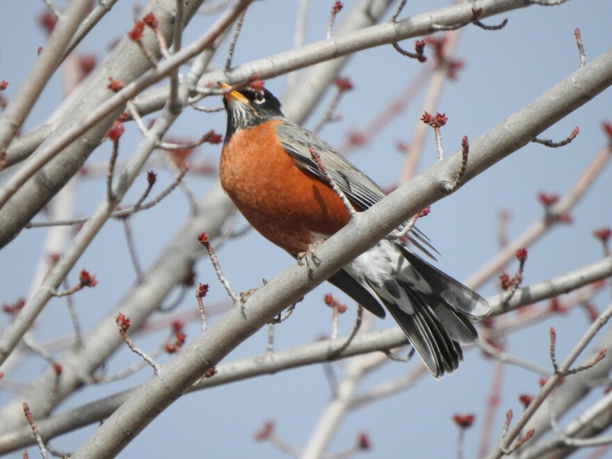 An American Robin perches on a budding tree in Buffalo, Minnesota on March 16, 2024.