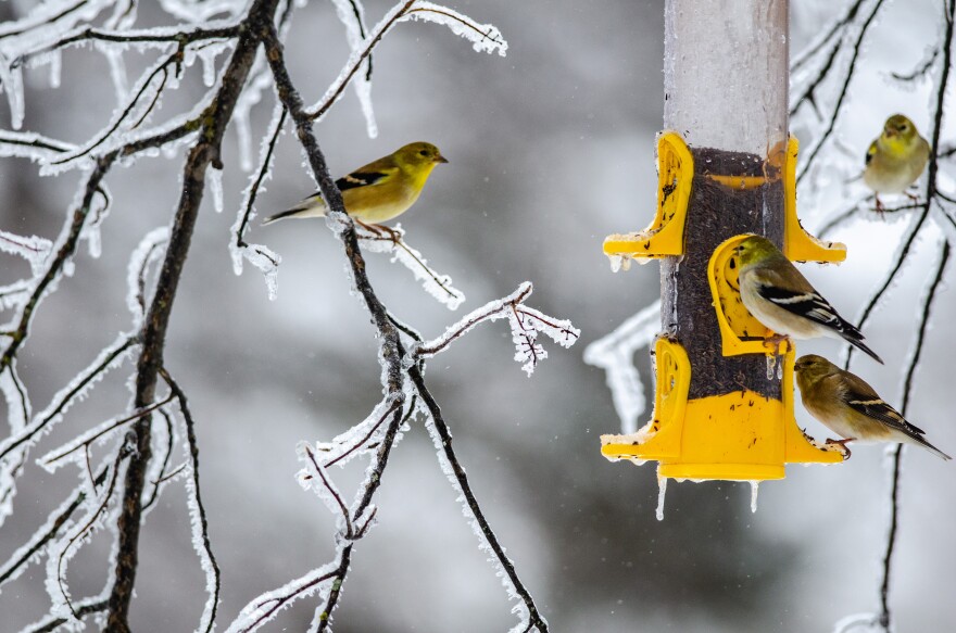 American goldfinches visit a thistle feeder in Marquette County.