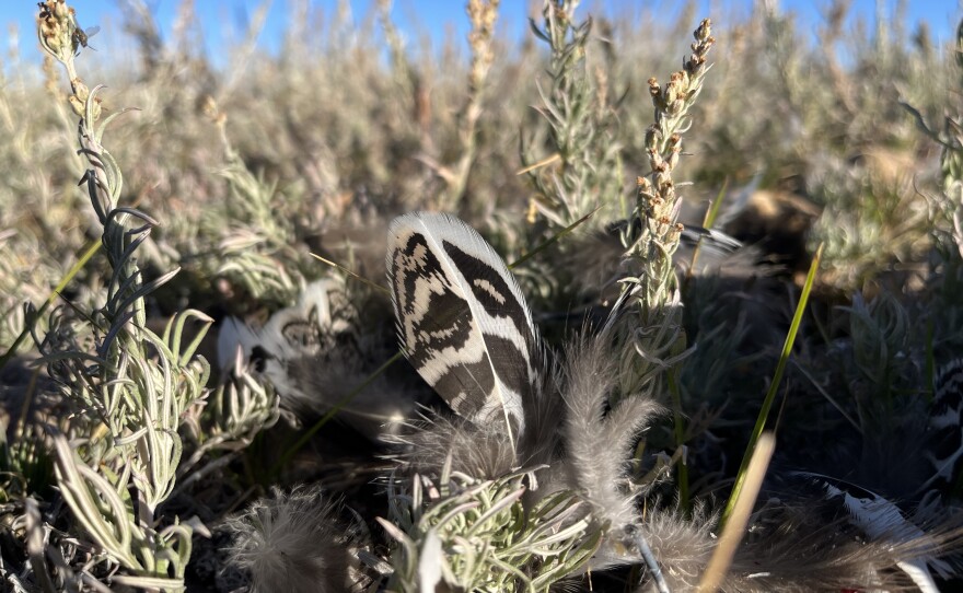 Sage grouse are a wild, seven-pound, upland bird living in the West’s high desert. Their feathers are a variegated pattern that blends in perfectly with the sagebrush they live among.