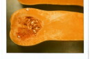 Butternut squash