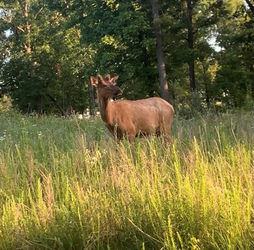 An elk posing in the enclosed prairie in western Kentucky.