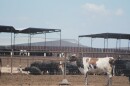 Cattle move toward the shade on a hot day at a dairy in Meade County Kansas.