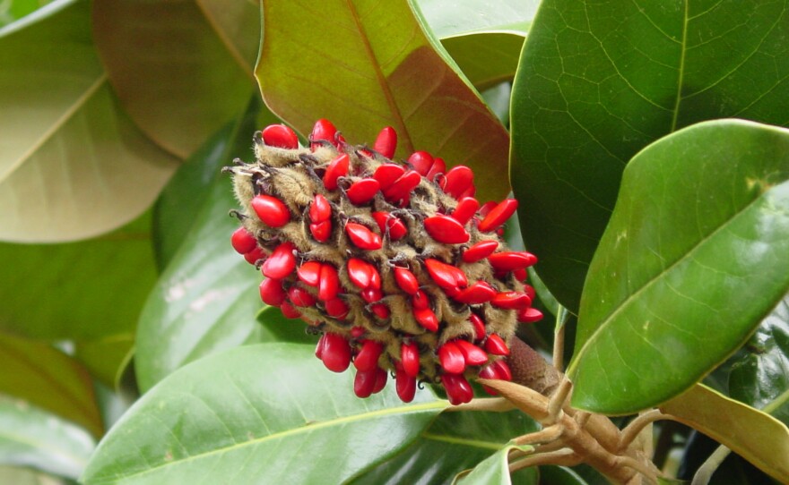 Fruit of the Fraser magnolia, or Magnolia fraseri