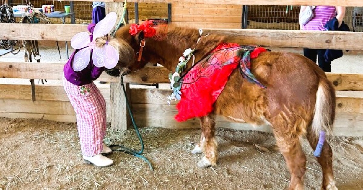 Mini Horse Moments Summer Camp Ages 8+ (June 23rd, 24th, and 25th)