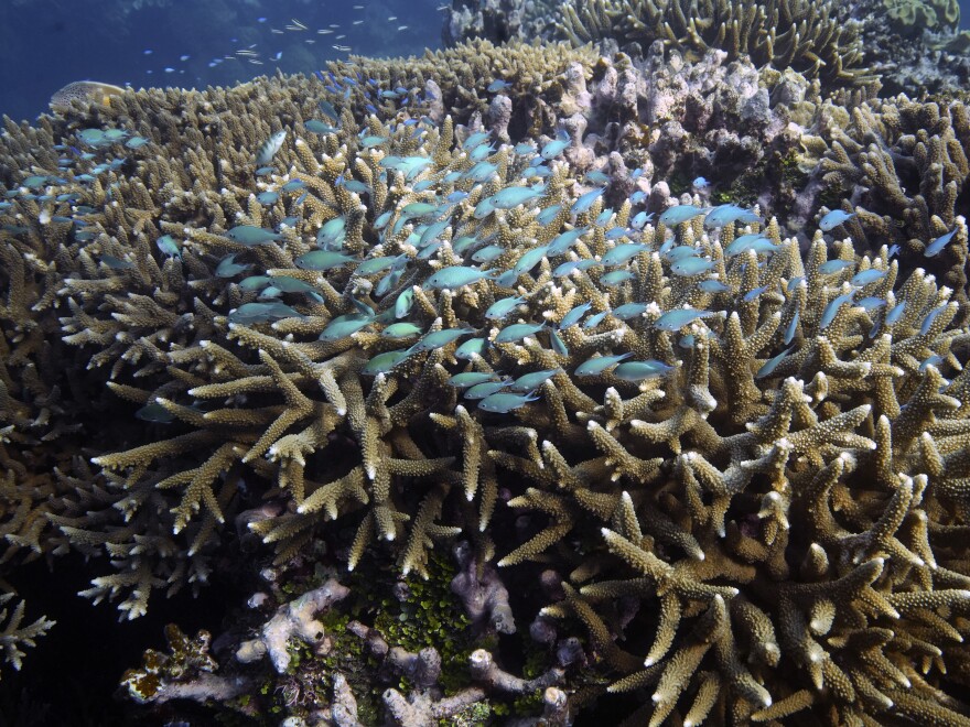 A school of fish swim above corals on Moore Reef in Gunggandji Sea Country off the coast of Queensland in eastern Australia on Nov. 13, 2022.