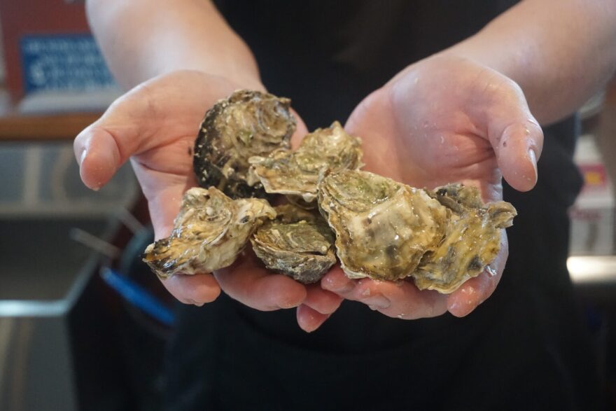 Ryan Jordan, owner of the Broken Oar Oyster Bar on the Homer Spit, holds fresh locally grown oysters on Oct. 23, 2025.