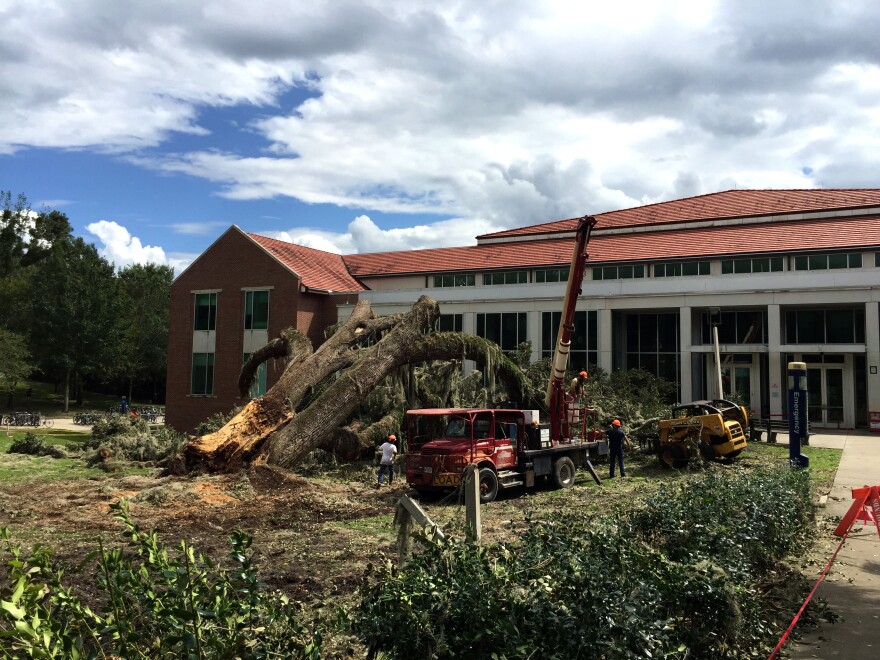 Workers for Langston Tree Service work on cutting and removing the tree that fell over in front of the New Physics Building at UF. (José Sanchez/WUFT News)