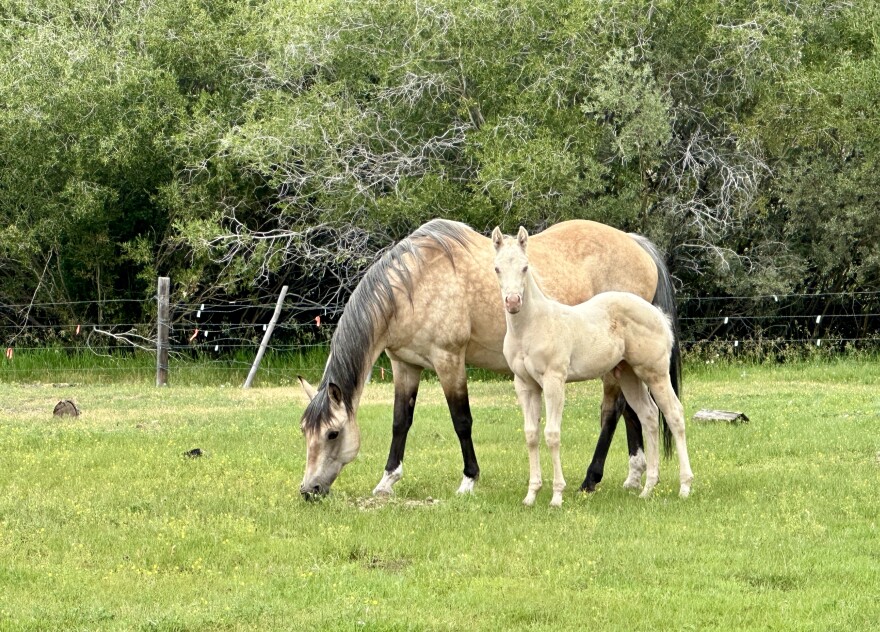 A buckskin adult horse and cream colored foal standing in a green pasture.