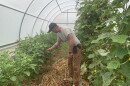Matt Drayer of Ancient Valley Growers looks at bell peppers in his greenhouse on his farm in Wood Valley on Hawaiʻi Island.