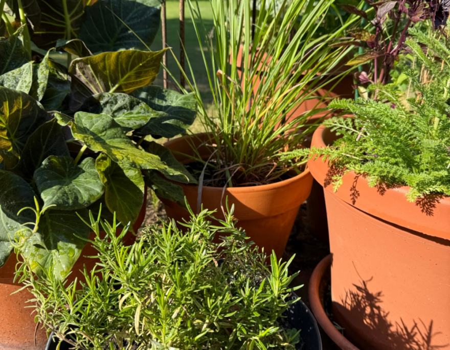 Herbs in chef Kathy Gunst's garden. (Kathy Gunst/Here & Now)