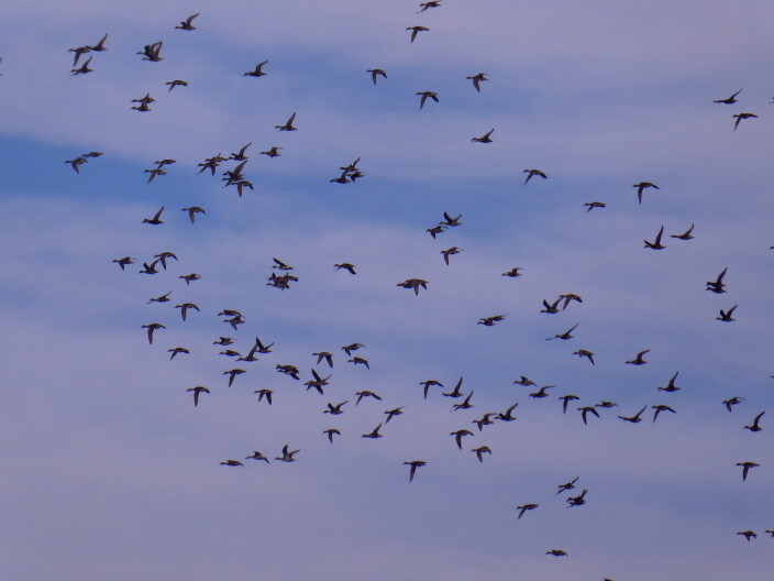 Birds fly in a blue sky.