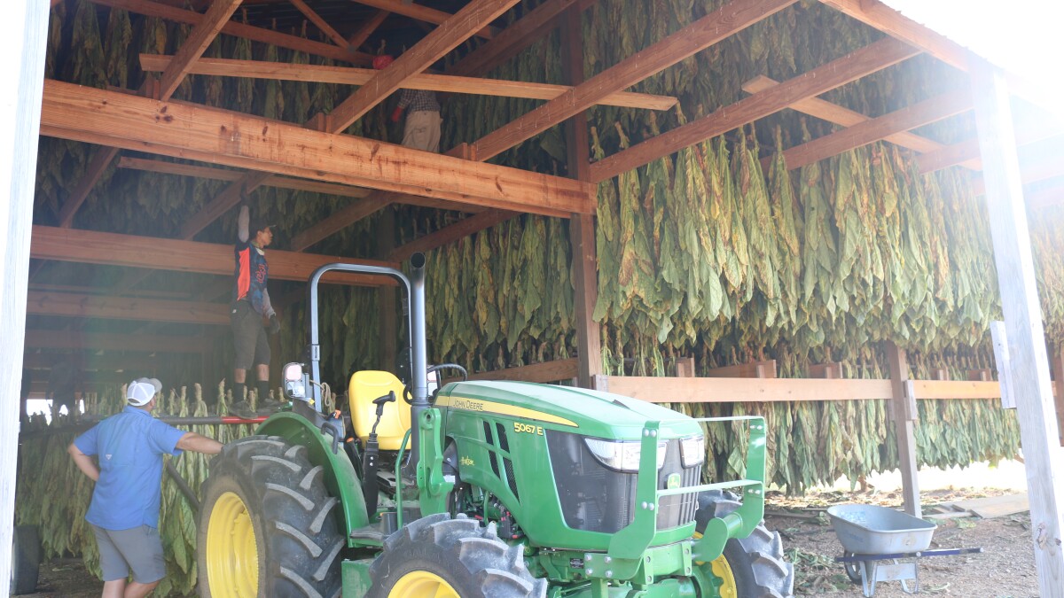 growing tobacco in kentucky Crop cashed out? Less than 1,000 Ky. farms are still growing tobacco 20  years after major reform