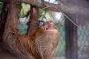 A sloth climbs a branch at the Central Florida Zoo & Botanical Gardens. It’s one of 12 sloths now being cared for at the zoo, after they were caught in the wild in South America and brought to Central Florida for a now-canceled sloth exhibit.