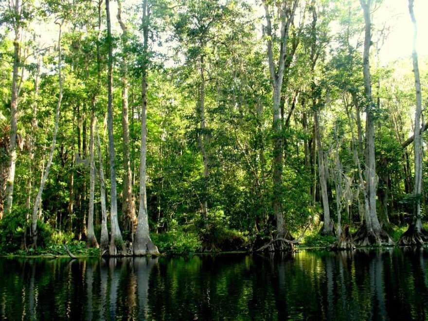 Should tourism tax dollars be used to pay for environmental restoration- like cleaning up Florida's waterways? Photo: Silver River State Park. Matthew Peddie / WMFE