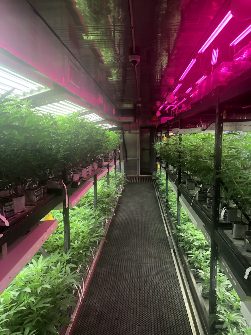 Inside one of the grow rooms for the flowery, these seedlings are ini the early stages of the plants life cycle. After a few weeks they'll be moved to a different harvest room where the marijuana buds will begin to form.