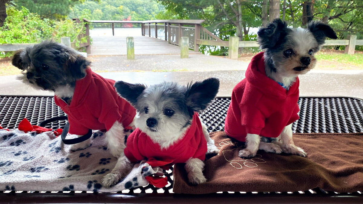 Connecticut's cherished therapy dog, Gizmo, is retiring. He's leaving big paws to fill - Vimarsana News