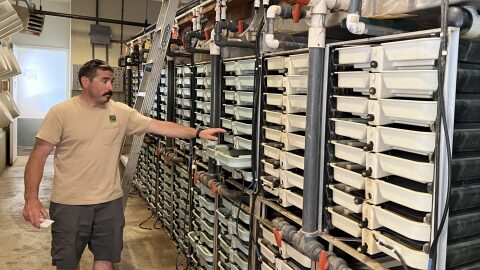 Salmon River Hatchery’s production of fall Chinook, coho and steelhead eggs and smolts will move to other state hatcheries in Hebo and along the Columbia River, the Oregon Department of Fish & Wildlife announced this week.