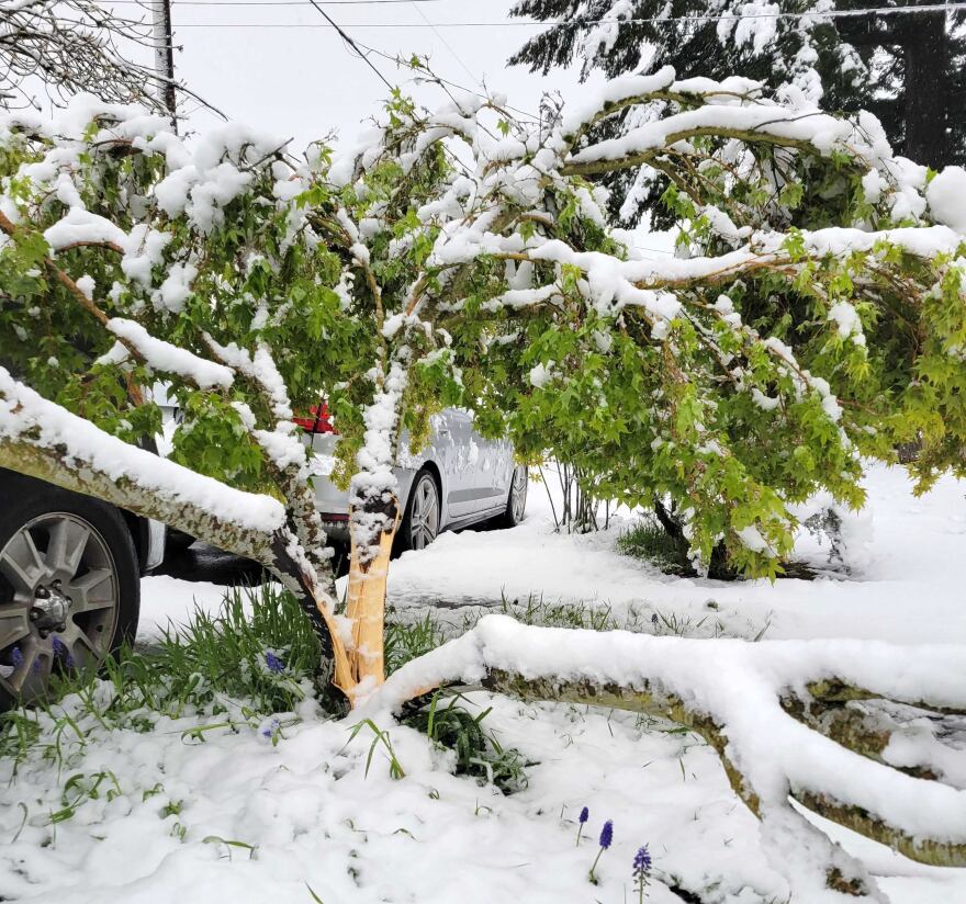 Tree damage can be see throughout the city, like this split tree in Northeast Portland, April 11, 2022.