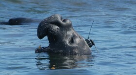 This bull elephant seal is carrying a tag which allows researchers to follow his movements in real-time. The tag is glued to the fur, which is molted each year.