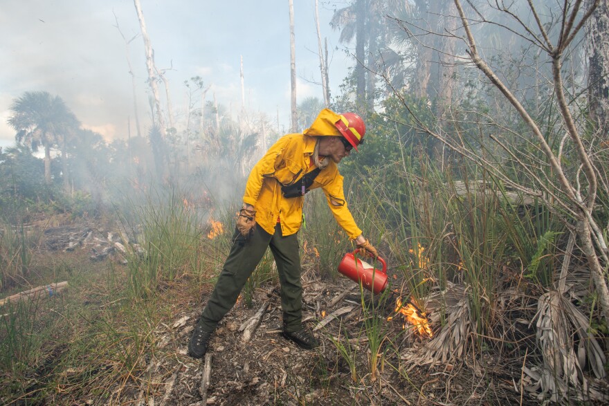 Florida habitats depend on fire. There are plants that won’t bloom or seed until they’ve been touched by a flame, for example. Fire also regulates biodiversity. The debris accumulation and heavy overgrowth of plants such as saw palmetto make it impossible for grasses and wildflowers to grow. The Naples Botanical Garden depends on prescribed fire to help these types of plants. Above is the Naples Botanical Garden's prescribed burn today (Monday, Dec. 1).