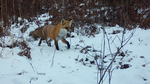 A red fox in its winter coat walks from a forest edge into an open area covered in snow.