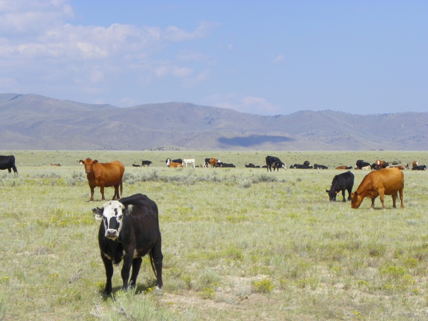 Cows in a field