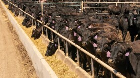 Cattle at a feedlot.