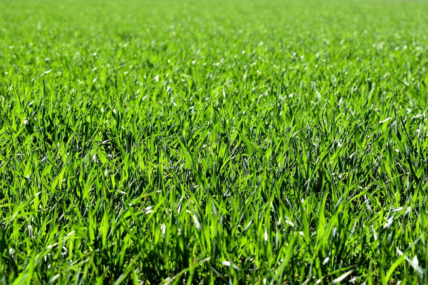 Green Grass Lawn