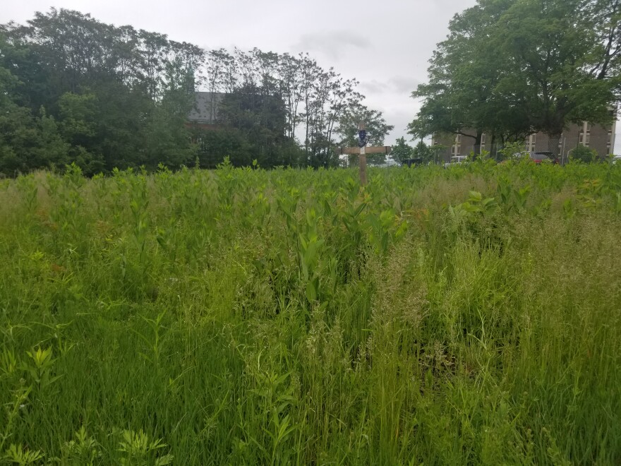 The field in Hartford's north end where the body of Angelo Milardo was found in August 2016.