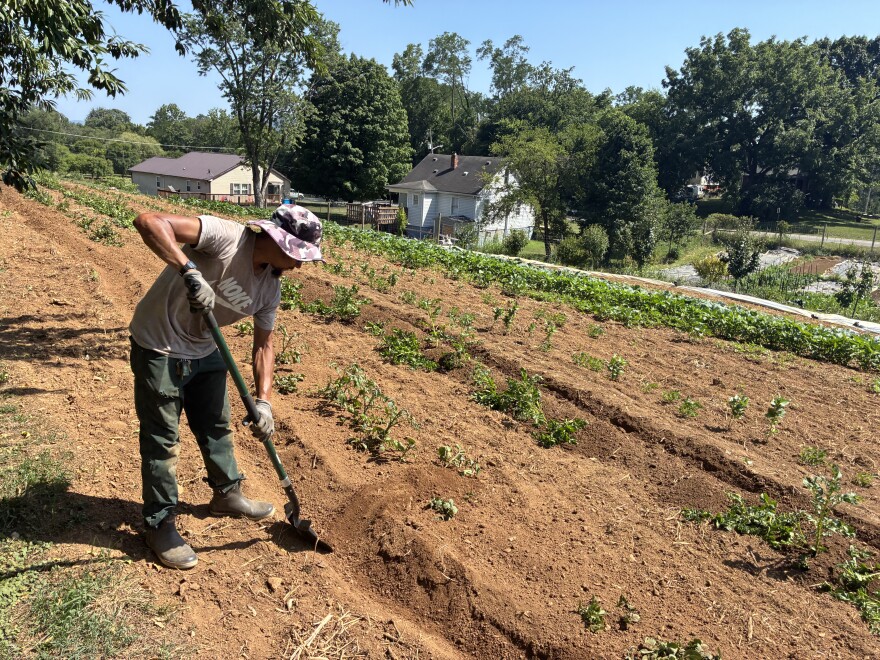 Cam Terry hills potatoes at Lick Run Farm in Roanoke.