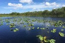 Everglades